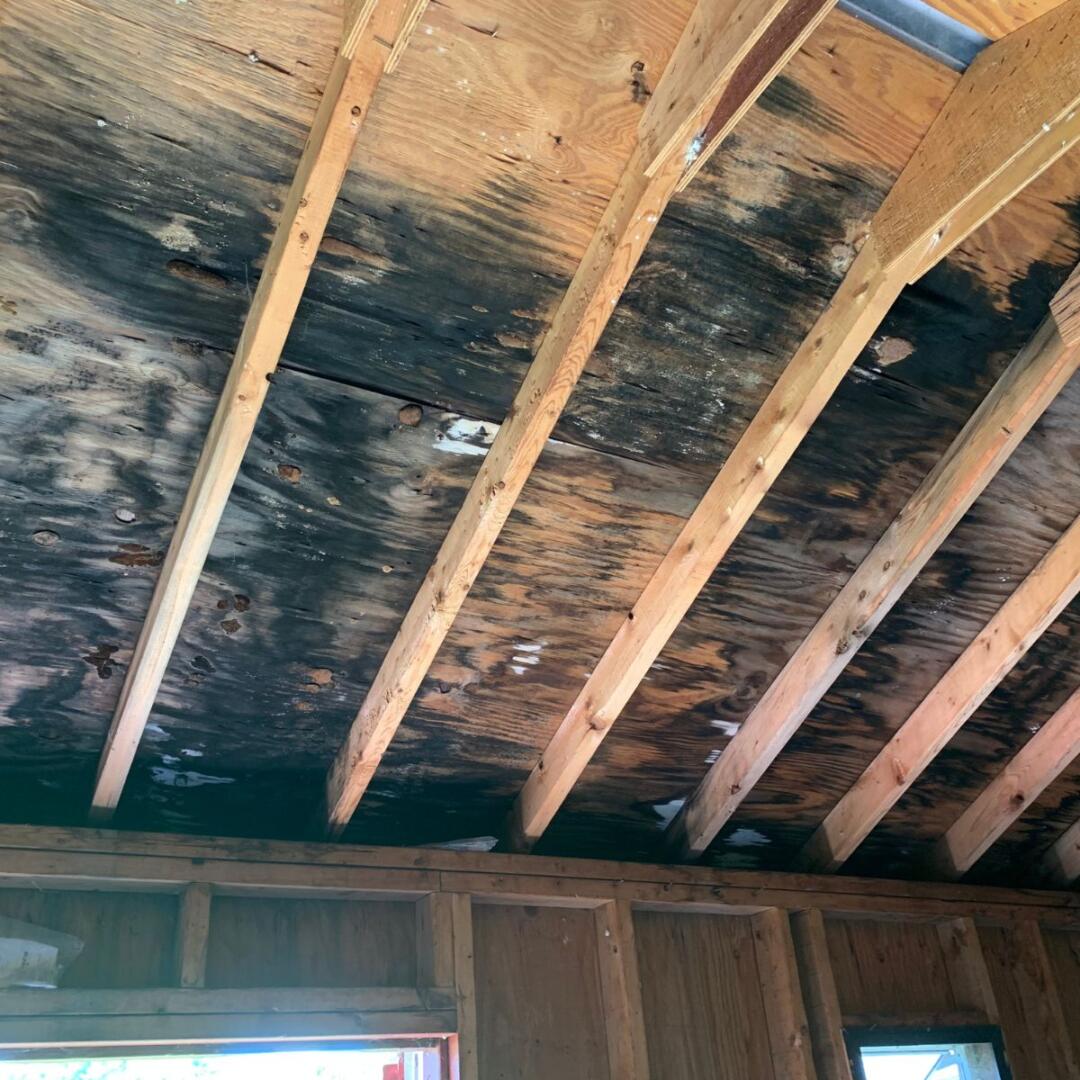Roofing materials were infested with mold spores after a leak.
